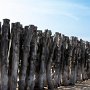 28 - Vieux poteaux de bois, défense contre l'érosion côtière