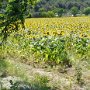 20 - Champs de tournesols (St Clément)