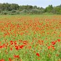 34 - Coquelicots à St Clément 