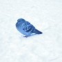 12 - Pigeon sur neige