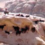 16 - Jordanie le Wadi Rum