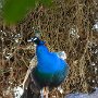 02 - Paon bleu sur son arble dortoir