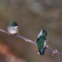 04 - Mini colibris