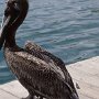 07 - Cormoran -Guadeloupe