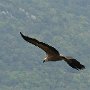 09 - Vautour- Gorges du Verdon 