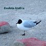 12 - En altitude dans les Andes; Chili