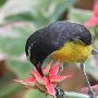 14 - Oiseau sucrier Martinique
