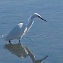 16 - L'aigrette