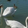 22 - Fais-moi un cygne