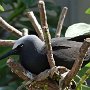 26 - Nodi noir - Lady Elliot island