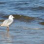 27 - Mouette rieuse