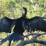 36 - ( Anhinga d'Amérique ) - Costa Rica