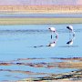 38 - Réserve Nationale des Flamants. Chili