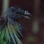 48 - Pigeon de Nicobar