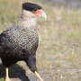 51 - Caracara