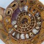 Spirale ammonite