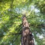 Séquoia dans le parc de Muir Woods, Californie