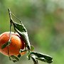 L'hiverle temps des mandarines