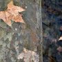 L'automne le temps des feuilles mortes