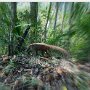 08 - Coati en forêt primaire. Panama 02 2022