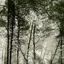 12 - Forêt dans la brume