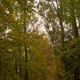 16 - Forêt allemande proche de  FRANCFORT en automne