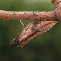 06 - Chrysalide Papilio machaon