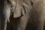 Eléphant au parc animalier de Sigean