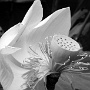 Fleur de Lotus - Jardin Botanic  de Pamplemousse - ILE MAURICE