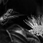 Fleur et colibri (Guyane)