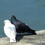 04 - Pigeons<br />
