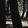  Ne pas entrer dans le bois