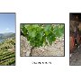 06 - De la vigne au vin