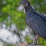 Urubu (vautour noir d'Amérique du sud)