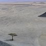 Arbre dans le désert (Egypte)