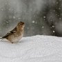 Pinson dans la neige (Bernard Martin-Rabaud)
