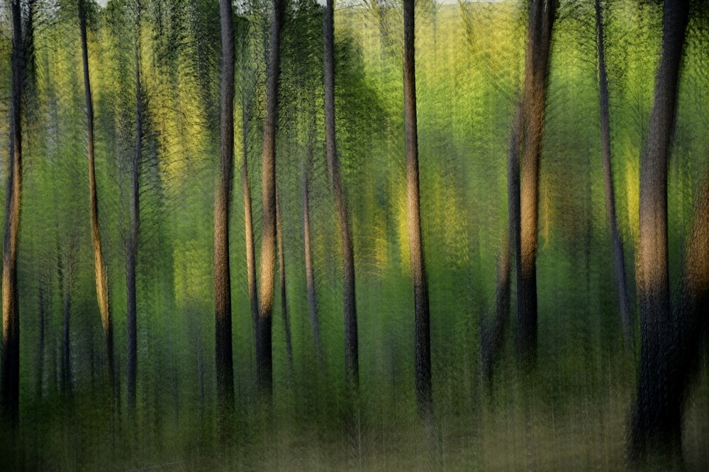 MichelCasino_Perdu dans la forêt Affiche Expo