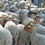 08 - La transhumance