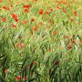 10 - Blé coquelicots