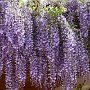 22 - Cascade de glycine