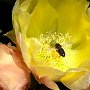 23 - Fleurs de cactus place de la Comédie Montpellier en Mai 2026<br />
