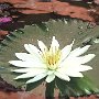 35 - Nénuphar