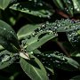 Gouttes de pluie sur feuilles de laurier