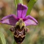 12 - Orchidées sauvages 