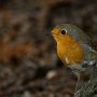 04 - Rouge-gorge